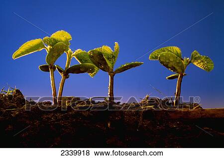 Agriculture - Soybean plants, approximately two week old, and wet with rain, emerge from rich, dark soil in early morning light / Iowa, USA. View Large Photo Image Stock Photo - Agriculture - Soybean plants, approximately two week old, and wet with rain, emerge from rich, dark soil in early morning light / Iowa, USA.. Fotosearch