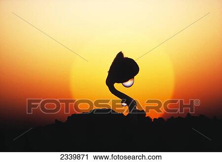 Agriculture - Soybean seedling silhouetted by the sunset, with drops of rainwater hanging from it / Iowa, USA. View Large Photo Image Stock Image - Agriculture - Soybean seedling silhouetted by the sunset, with drops of rainwater hanging from it / Iowa, USA.. Fotosearch