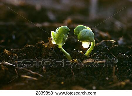 Stock Photo - Agriculture - Soybean seedlings backlit by the sun, with drops of rainwater hanging from them / Iowa, USA.. Fotosearch