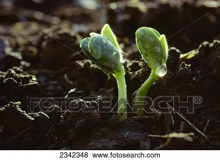 Stock Photo - Agriculture - Soybean seedlings backlit by the sun, with drops of rainwater hanging from them / Iowa, USA.. Fotosearch