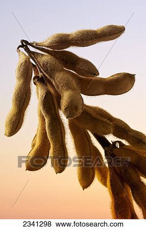 Stock Photo - Agriculture - Stalk of a mature harvest stage soybean plant with large multiple pods representing high productivity and yield / Central Iowa, USA.. Fotosearch