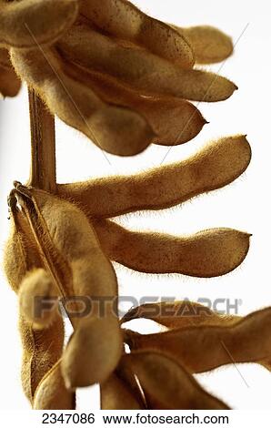 Stock Photograph - Agriculture - Stalk of a mature harvest stage soybean plant with large multiple pods representing high productivity and yield / Central Iowa, USA.. Fotosearch