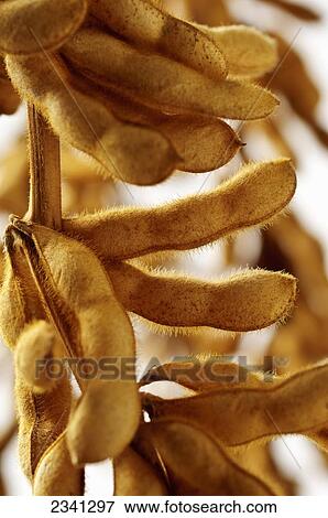 Agriculture - Stalks of mature harvest stage soybeans with large multiple pods representing high productivity and yield / Central Iowa, USA. View Large Photo Image Stock Photo - Agriculture - Stalks of mature harvest stage soybeans with large multiple pods representing high productivity and yield / Central Iowa, USA.. Fotosearch