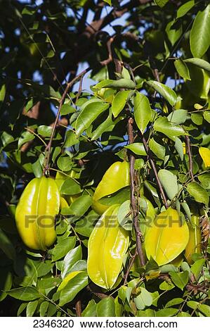 Stock Image - Agriculture - Starfruit (Averrhoa carambola) aka. Carambola, mature fruit on the tree. Native to Indonesia, India and Sri Lanka, Starfruit is now cultivated throughout many tropical regions of the world / Hawaii, USA.. Fotosearch