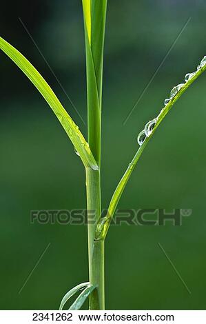 Stock Image - Agriculture - Structure of an early growth grain corn stalk with raindrops / Iowa, USA.. Fotosearch