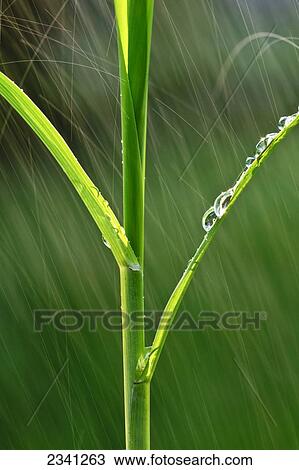 Stock Image - Agriculture - Structure of an early growth grain corn stalk in a Spring rainstorm / Iowa, USA.. Fotosearch
