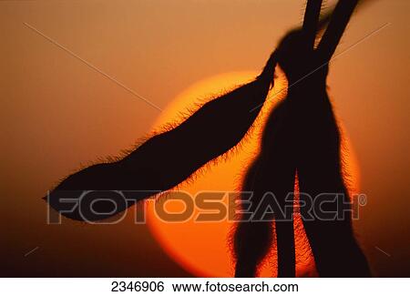 Stock Photograph - Agriculture - Sun setting behind silhouetted soybean pods at the midseason growth stage / Iowa, USA.. Fotosearch