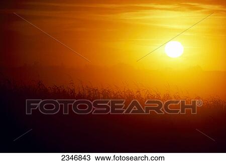 Stock Image - Agriculture - Sun setting over mature corn field ready for harvest / Iowa, USA.. Fotosearch