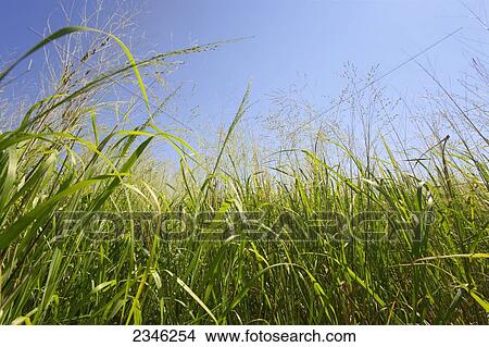 Picture - Agriculture - Switchgrass crop, grown for biofuel / near Beloit, Wisconsin, USA.. Fotosearch