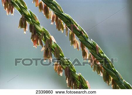 Stock Image - Agriculture - Tassels on mature grain corn plant showing anthers (pollen sacks) / Iowa, USA.. Fotosearch