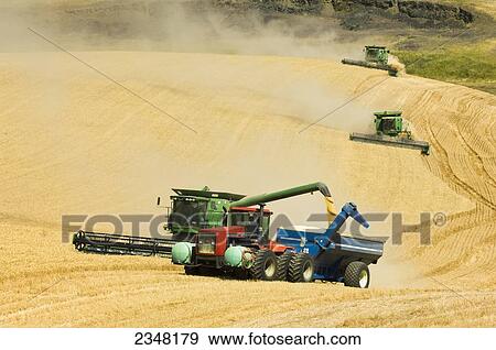 Stock Photo - Agriculture - Three John Deere combines harvest Soft White wheat on rolling hillside terrain while the combine in the foreground unloads into a grain wagon. Fotosearch