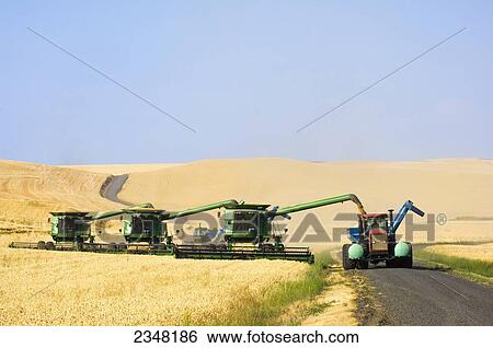 Agriculture - Three John Deere combines harvest Soft White wheat in tandem on rolling hillside terrain in dusty conditions, while one combine unloads into a grain wagon View Large Photo Image Stock Photograph - Agriculture - Three John Deere combines harvest Soft White wheat in tandem on rolling hillside terrain in dusty conditions, while one combine unloads into a grain wagon. Fotosearch