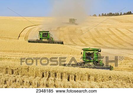 Agriculture - Three John Deere combines harvest Soft White wheat on rolling hillside terrain in dusty conditions / near Pullman, Palouse Region, Washington, USA. View Large Photo Image Stock Photography - Agriculture - Three John Deere combines harvest Soft White wheat on rolling hillside terrain in dusty conditions / near Pullman, Palouse Region, Washington, USA.. Fotosearch
