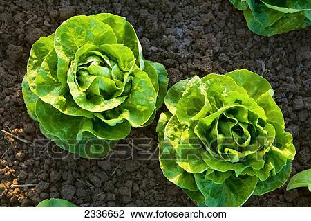 Stock Image - Agriculture - Two heads of mature Winter crop butter lettuce being grown in the desert / Bard Valley, California, USA.. Fotosearch