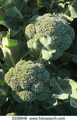 Stock Photo - Agriculture - Two heads of mature Winter crop broccoli being grown in the desert / Bard Valley, California, USA.. Fotosearch