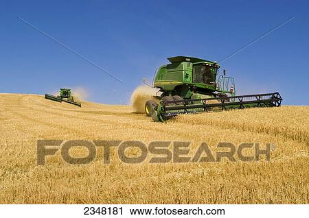Agriculture - Two John Deere combines harvest Soft White wheat on rolling hillside terrain / near Pullman, Palouse Region, Washington, USA. View Large Photo Image Stock Image - Agriculture - Two John Deere combines harvest Soft White wheat on rolling hillside terrain / near Pullman, Palouse Region, Washington, USA.. Fotosearch