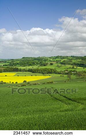 Agriculture - View over the Tyne Valley in late Spring with crops of early growth wheat in the foreground and blooming canola in the background / near Hexham, Northumberland, England, United Kingdom. View Large Photo Image Stock Photo - Agriculture - View over the Tyne Valley in late Spring with crops of early growth wheat in the foreground and blooming canola in the background / near Hexham, Northumberland, England, United Kingdom.. Fotosearch