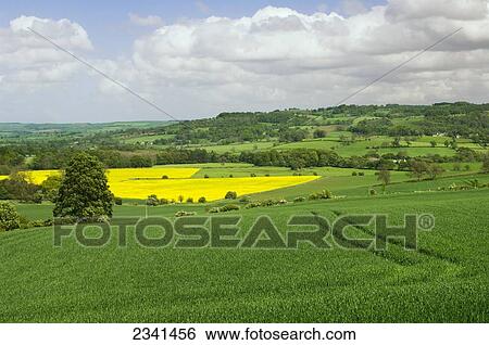 Agriculture - View over the Tyne Valley in late Spring with crops of early growth wheat in the foreground and blooming canola in the background / near Hexham, Northumberland, England, United Kingdom. View Large Photo Image Stock Photograph - Agriculture - View over the Tyne Valley in late Spring with crops of early growth wheat in the foreground and blooming canola in the background / near Hexham, Northumberland, England, United Kingdom.. Fotosearch