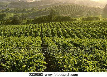 Stock Image - Agriculture - Wine grape vineyard in mid season / Napa Valley, Cameros region, California, USA.. Fotosearch