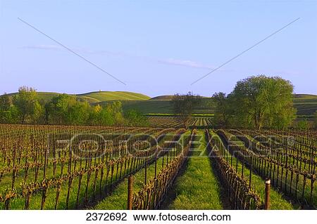 Agriculture - Wine grape vineyard in early Spring with the first signs of new foliage growth showing / Dunnigan Hills, California, USA. View Large Photo Image Stock Image - Agriculture - Wine grape vineyard in early Spring with the first signs of new foliage growth showing / Dunnigan Hills, California, USA.. Fotosearch