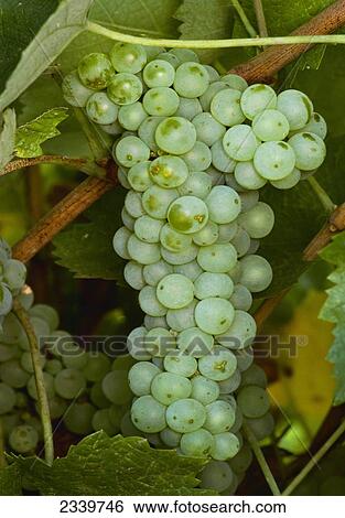 Stock Photograph - Agriculture - Wine Grapes, Green Hungarian / Napa, California, USA.. Fotosearch