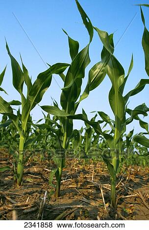 Agriculture - Young corn at cultivating stage in no-till soybean stubble / Illinois, USA. View Large Photo Image Stock Photo - Agriculture - Young corn at cultivating stage in no-till soybean stubble / Illinois, USA.. Fotosearch