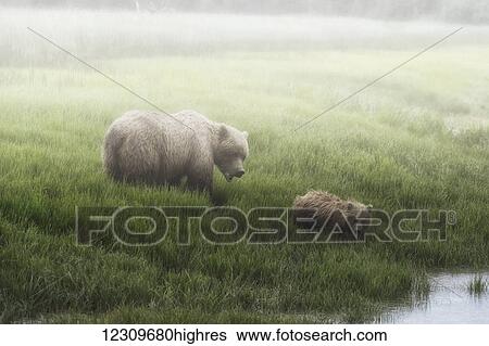 Stock Photograph - Alaska Peninsula Brown Bear (ursus arctos horribilis) and it's cub walking to the edge of a lake on a foggy morning, Lake Clark National Park; Alaska, United States of America. Fotosearch