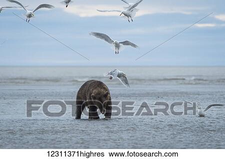 Stock Photograph - Alaska Peninsula brown bear (ursus arctos) clamming, Lake Clark National Park and Preserve; Alaska, United States of America. Fotosearch