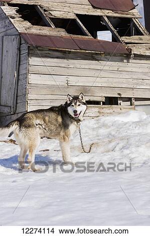 Alaska sled dog chained next to a dilapidated structure, Noatak, Arctic Alaska, USA, Winter View Large Photo Image Picture - Alaska sled dog chained next to a dilapidated structure, Noatak, Arctic Alaska, USA, Winter. Fotosearch