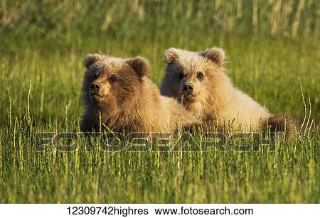 Alaskan coastal bear cubs (ursus arctos) in a grass field, Lake Clark National Park; Alaska, United States of America View Large Photo Image Stock Photograph - Alaskan coastal bear cubs (ursus arctos) in a grass field, Lake Clark National Park; Alaska, United States of America. Fotosearch