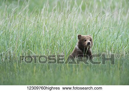 Alaskan coastal bear (ursus arctos) cub sitting in a field of tall grass, Lake Clark National Park; Alaska, United States of America View Large Photo Image Stock Photograph - Alaskan coastal bear (ursus arctos) cub sitting in a field of tall grass, Lake Clark National Park; Alaska, United States of America. Fotosearch