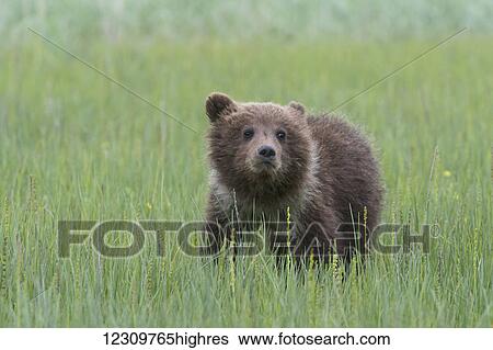 Stock Photograph - Alaskan coastal bear (ursus arctos) cub sitting in a field of tall grass, Lake Clark National Park; Alaska, United States of America. Fotosearch