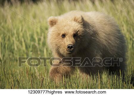 Alaskan coastal bear (ursus arctos) cub in a grass field, Lake Clark National Park; Alaska, United States of America View Large Photo Image Stock Photograph - Alaskan coastal bear (ursus arctos) cub in a grass field, Lake Clark National Park; Alaska, United States of America. Fotosearch