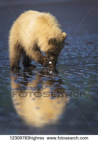 Alaskan coastal bear (ursus arctos) cub clamming, Lake Clark National Park; Alaska, United States of America View Large Photo Image Stock Photograph - Alaskan coastal bear (ursus arctos) cub clamming, Lake Clark National Park; Alaska, United States of America. Fotosearch