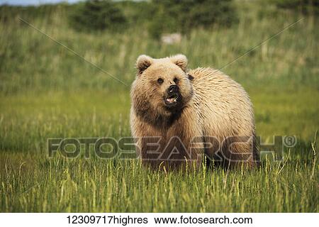 Stock Photograph - Alaskan coastal bear (ursus arctos) in a grass field, Lake Clark National Park; Alaska, United States of America. Fotosearch