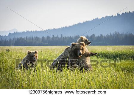 Alaskan coastal bear (ursus arctos) in a grass field with her cubs, Lake Clark National Park; Alaska, United States of America View Large Photo Image Stock Photograph - Alaskan coastal bear (ursus arctos) in a grass field with her cubs, Lake Clark National Park; Alaska, United States of America. Fotosearch
