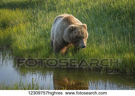 Stock Photograph - Alaskan coastal bear (ursus arctos) in a grass field at the water's edge, Lake Clark National Park; Alaska, United States of America. Fotosearch
