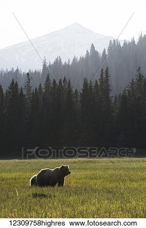 Alaskan coastal bear (ursus arctos) in a grass field with forest and mountain in the background, Lake Clark National Park; Alaska, United States of America View Large Photo Image Stock Photograph - Alaskan coastal bear (ursus arctos) in a grass field with forest and mountain in the background, Lake Clark National Park; Alaska, United States of America. Fotosearch