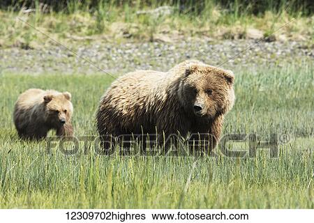 Alaskan coastal bear (ursus arctos) sow and her cub walking in a grass field, Lake Clark National Park; Alaska, United States of America View Large Photo Image Stock Photograph - Alaskan coastal bear (ursus arctos) sow and her cub walking in a grass field, Lake Clark National Park; Alaska, United States of America. Fotosearch
