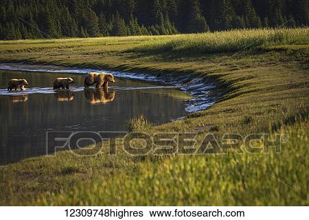 Alaskan coastal bear (ursus arctos) sow and cubs wading in shallow water, Lake Clark National Park; Alaska, United States of America View Large Photo Image Stock Photograph - Alaskan coastal bear (ursus arctos) sow and cubs wading in shallow water, Lake Clark National Park; Alaska, United States of America. Fotosearch