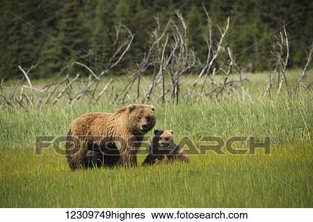 Stock Photograph - Alaskan coastal bear (ursus arctos) sow and cub in a grass field, Lake Clark National Park; Alaska, United States of America. Fotosearch