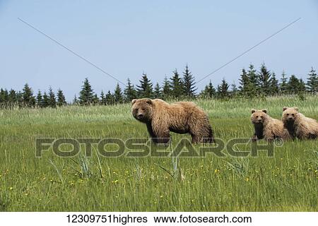 Stock Photograph - Alaskan coastal bear (ursus arctos) sow and cubs in a grass field, Lake Clark National Park; Alaska, United States of America. Fotosearch