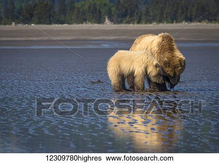 Stock Photograph - Alaskan coastal bear (ursus arctos) sow and cub clamming, Lake Clark National Park; Alaska, United States of America. Fotosearch