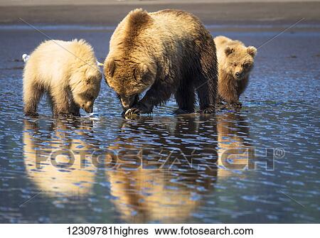 Stock Photograph - Alaskan coastal bear (ursus arctos) sow and cubs clamming, Lake Clark National Park; Alaska, United States of America. Fotosearch