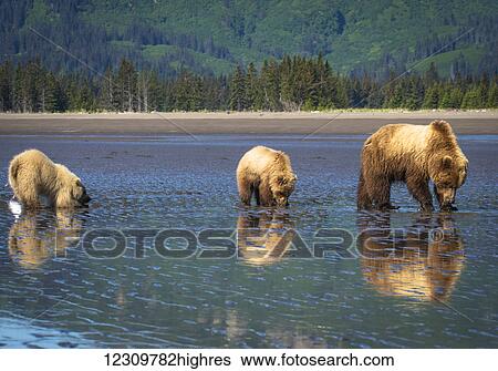Stock Photograph - Alaskan coastal bear (ursus arctos) sow and cubs clamming, Lake Clark National Park; Alaska, United States of America. Fotosearch