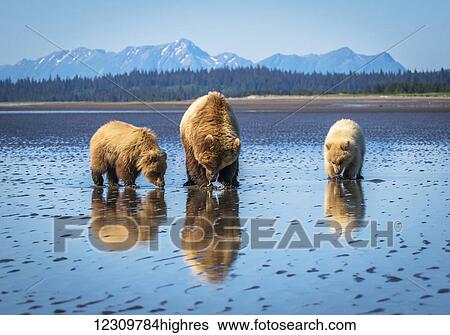 Stock Photograph - Alaskan coastal bear (ursus arctos) sow and cubs clamming, Lake Clark National Park; Alaska, United States of America. Fotosearch