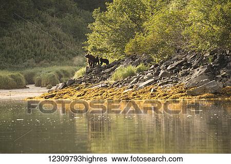 Stock Photograph - Alaskan coastal bear (ursus arctos) sow and cubs at the water's edge, Geographical Bay; Alaska, United States of America. Fotosearch