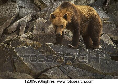 Alaskan coastal bear (ursus arctos), Geographical Bay; Alaska, United States of America View Large Photo Image Stock Photograph - Alaskan coastal bear (ursus arctos), Geographical Bay; Alaska, United States of America. Fotosearch