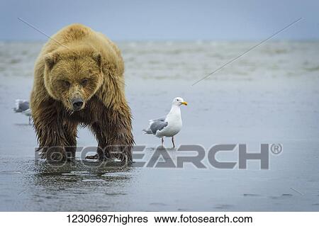 Alaskan coastal bear (ursus arctos), Lake Clark National Park; Alaska, United States of America View Large Photo Image Stock Photograph - Alaskan coastal bear (ursus arctos), Lake Clark National Park; Alaska, United States of America. Fotosearch