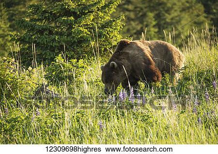 Alaskan coastal bear (ursus arctos) grazing in a field of wildflowers, Lake Clark National Park; Alaska, United States of America View Large Photo Image Stock Photograph - Alaskan coastal bear (ursus arctos) grazing in a field of wildflowers, Lake Clark National Park; Alaska, United States of America. Fotosearch